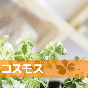 （株）コスモス