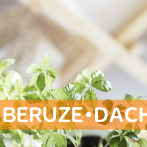 ＢＥＲＵＺＥ・ＤＡＣＨＳ